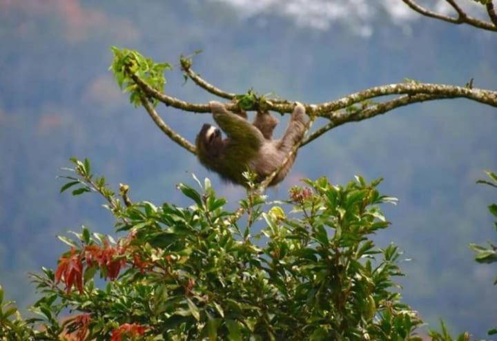 Willa Casa De Bambu Turrialba Zewnętrze zdjęcie