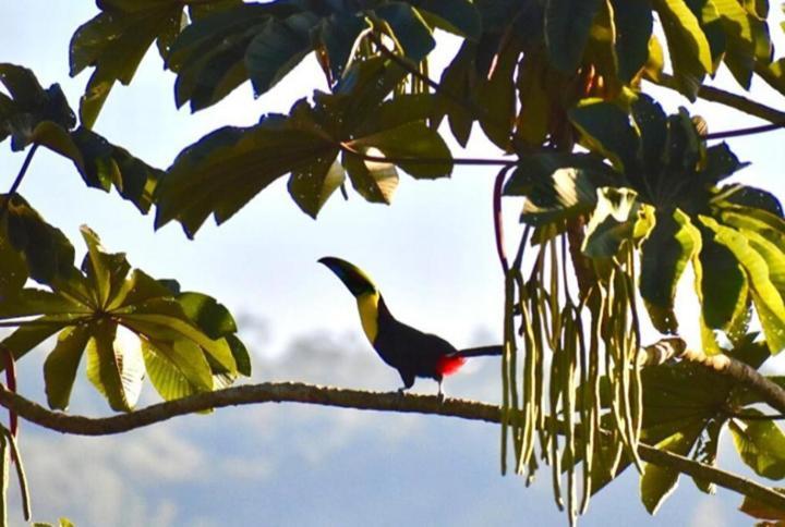 Willa Casa De Bambu Turrialba Zewnętrze zdjęcie