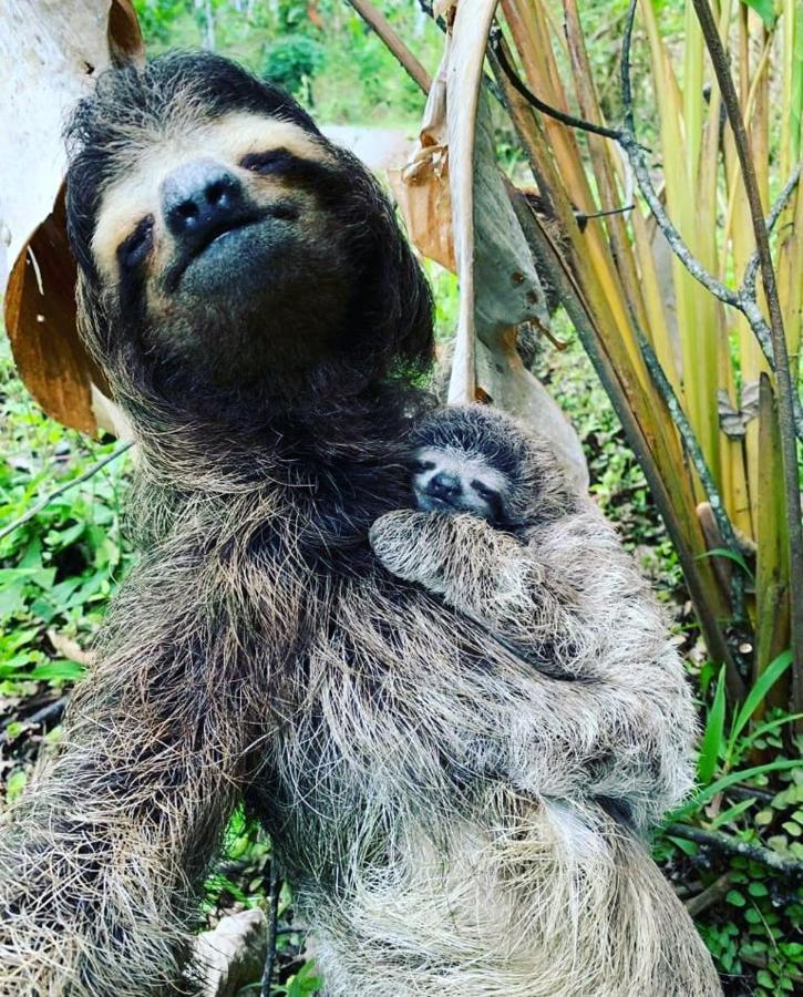 Willa Casa De Bambu Turrialba Zewnętrze zdjęcie